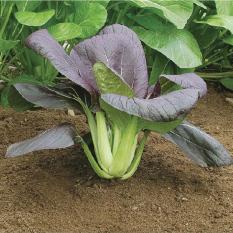 Raja Bibit - Benih Sawi Pak Choi Merah (Red Choi)