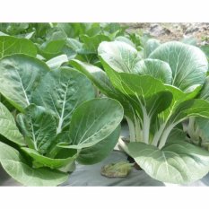 Raja Bibit - Bibit / Benih Sayur Sawi Pak Choy Hidroponik