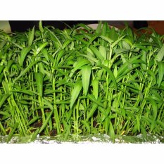 Raja Bibit - Hidroponik Benih Kangkung 20 gr