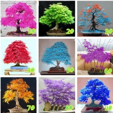 Penjualan Rumah Garden Balcony 20 Pcs Bonsai Maple Bibit Pohon (Multicolor)-Intl
