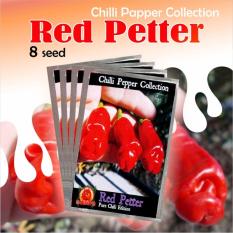 Sumber Plastik - Benih Bibit Biji Tanaman Cabai Red Petter Cabe Hias Unik 8 Seed
