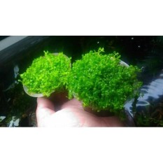 Tanaman Aquascape Micranthemum Sp Montecarlo Di Cup