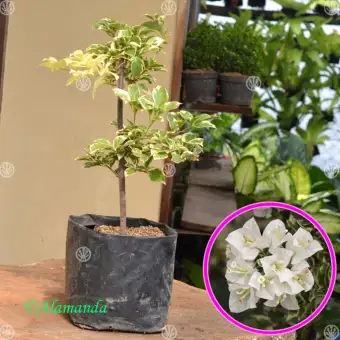 Tanaman Bougenville Putih Variegata Bunga Kertas Lazada Indonesia