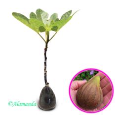 Tanaman Buah Ara / Tin Brown Turkey