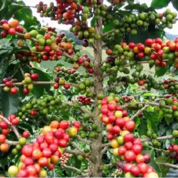 ... Amefurashi Bibit Benih Seeds Beach Plum Buah Plum Import Delicious Fruit Source