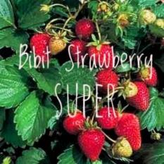 TANAMAN BUAH STRAWBERRY SUPER JUMBO CALIFORNIA BIBIT STELLA MINIMAL 4