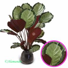 Tanaman Calathea Dark Star