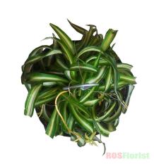 Tanaman Daun Lili Paris Gelombang Chlorophytum