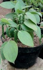 Tanaman Herbal Lada Perdu ( Merica Perdu )