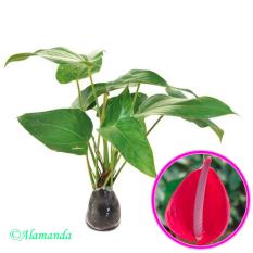 Tanaman Hias Anthurium Lokal Merah