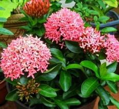 Tanaman Hias Bibit Bunga Asoka/Soka Pink