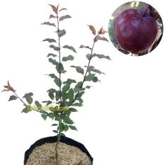 Tanaman Plum Ungu