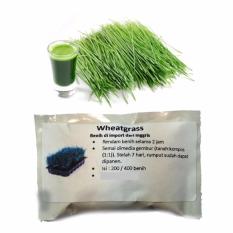 Wheatgrass- 100gram (>2000benih)