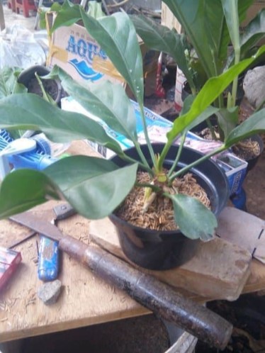 Tanaman Hias Anthurium Gelombang Cinta Bibit Tanaman Anthurium Gelombang Cinta Lazada Indonesia