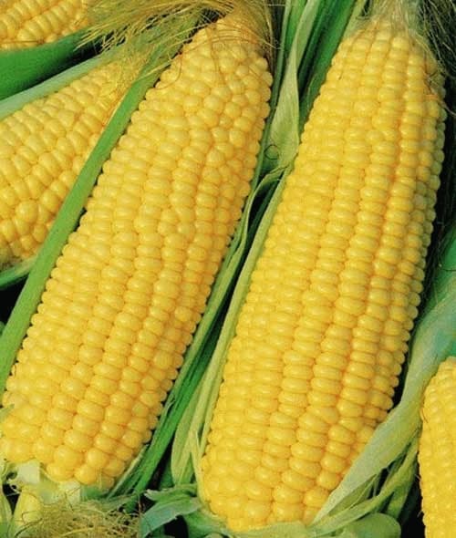 BIBITBENIH JAGUNG MANIS MADU ISI 150-170 Bibit Jagung Untuk Sayuran -  Lazada | Lazada Indonesia