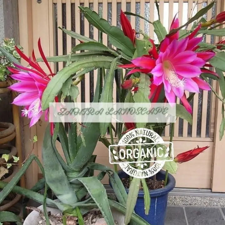 Tanaman Hias Bibit Bunga Wijaya Kusuma Bunga Besar Bunga Pink Lazada Indonesia