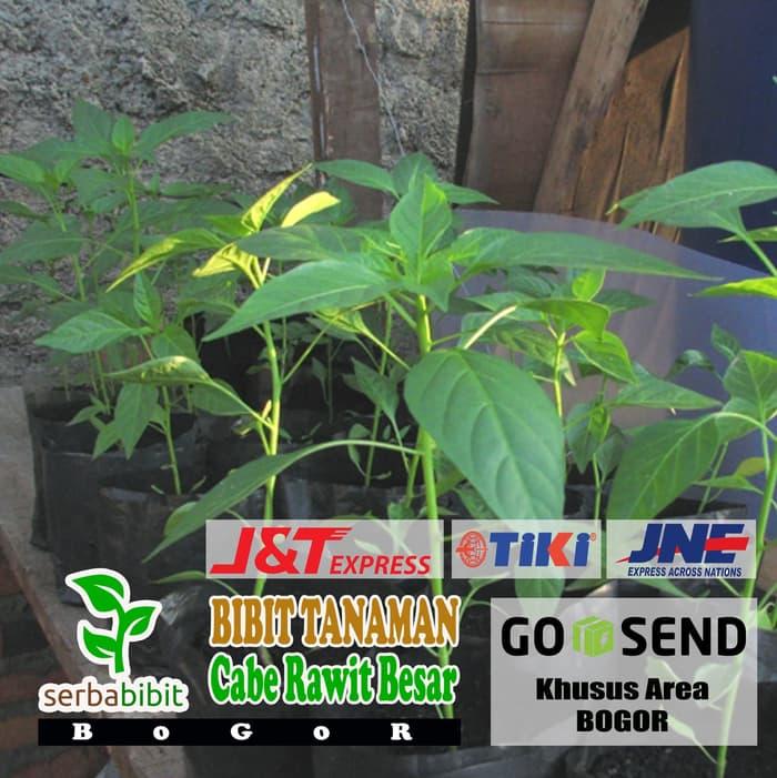 BEST SELLER Bibit Cabai Rawit Besar - Cabe Rawit - OAiTfAoK