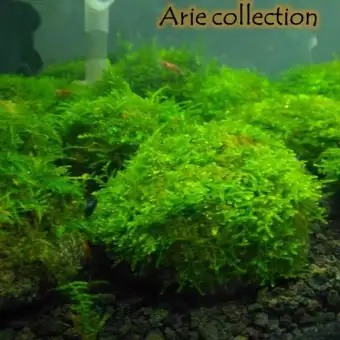 Tanaman Hias Aquascape Aquarium Batu Lumut Batu Moss Lazada