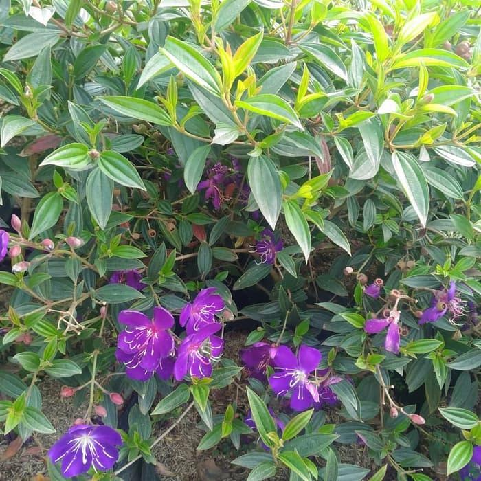 Senggani Taibo China Lazada Indonesia