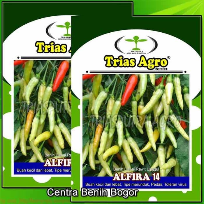 TERLARIS Benih Cabe Rawit Putih Merunduk ALFIRA 14 isi 10 gr - bibit cabe - NyymFkCx