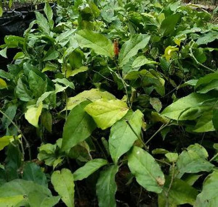 bibit cabe jamu /cabe jawa paket 3 bibit Diskon