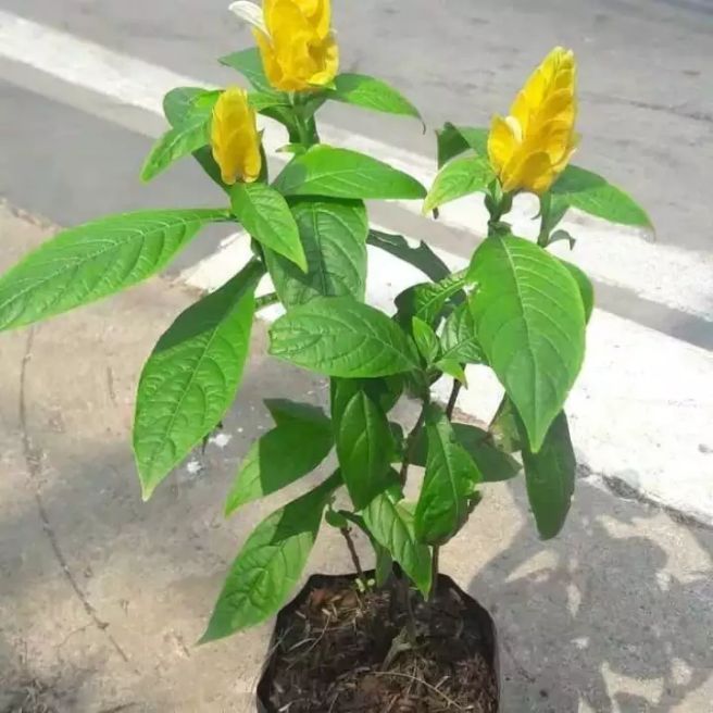 Tanaman Hias Bunga Lolipop Tanaman Hias Lolipop Tanaman Lolipop Tanaman Bunga Lolipop Lazada Indonesia