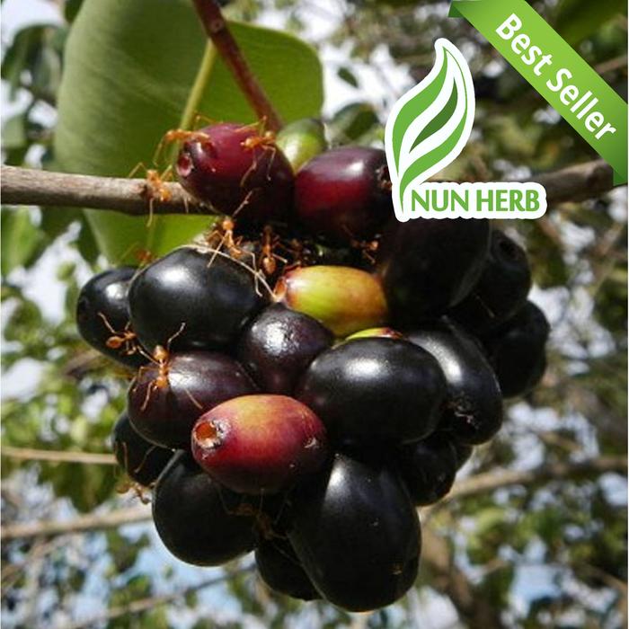 Bibit Pohon Jamblang Hitam - Buah Duwet Juwet Java Plum Jamlang