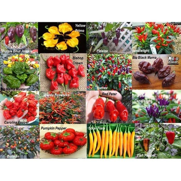 BEST SELLER Amefurashi Bibit / Benih /Seeds Cabe Unik Paket hemat Cabe Langka - IeFVNALt