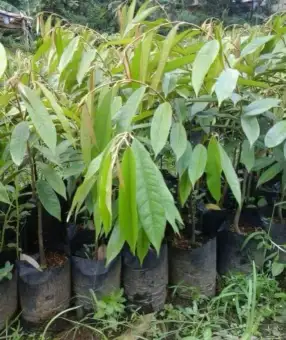 Bibit Tanaman Durian Sitokong Membeli Jualan Online Tanaman Biji Dan Umbi Dengan Harga Murah Lazada Indonesia
