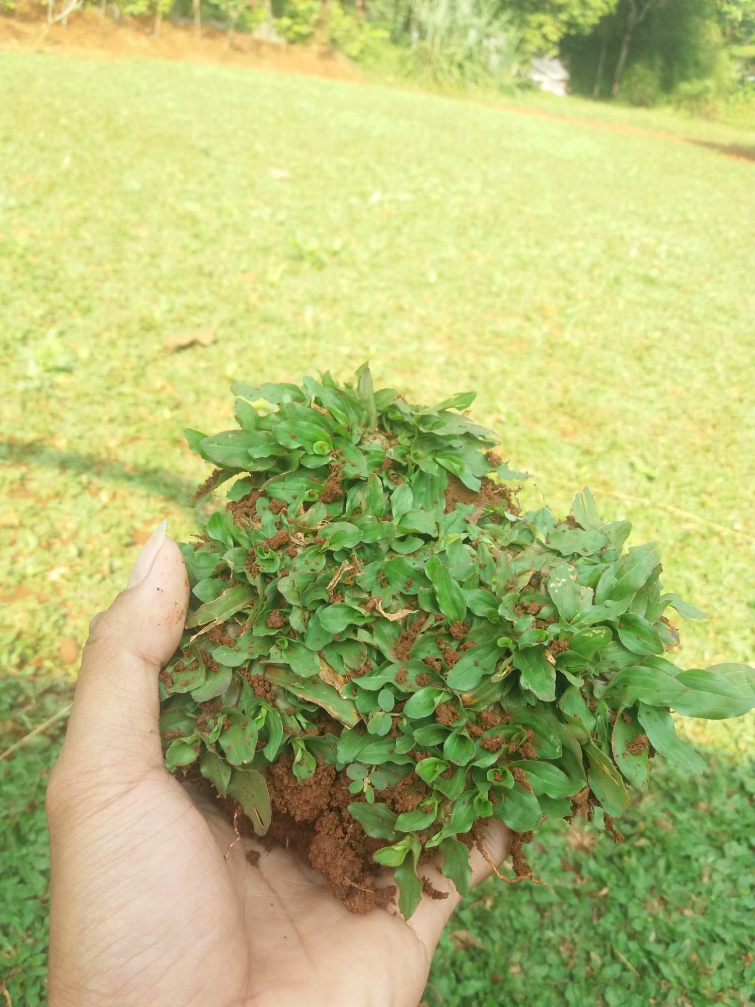 18 Jenis Rumput Taman Ide Minimalis