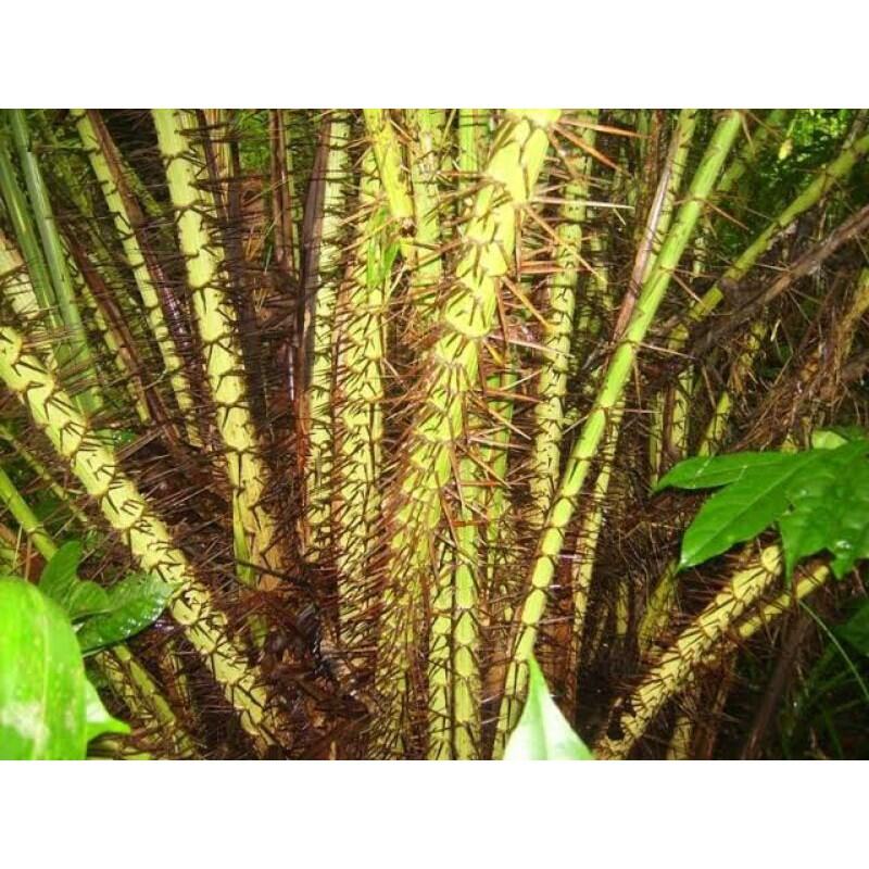 Tumbuhan Bambu Melindungi Diri Dari Musuhnya Dengan Cara Batang salak duri salak ampuh usir tikus isi 3 batang | Lazada Indonesia