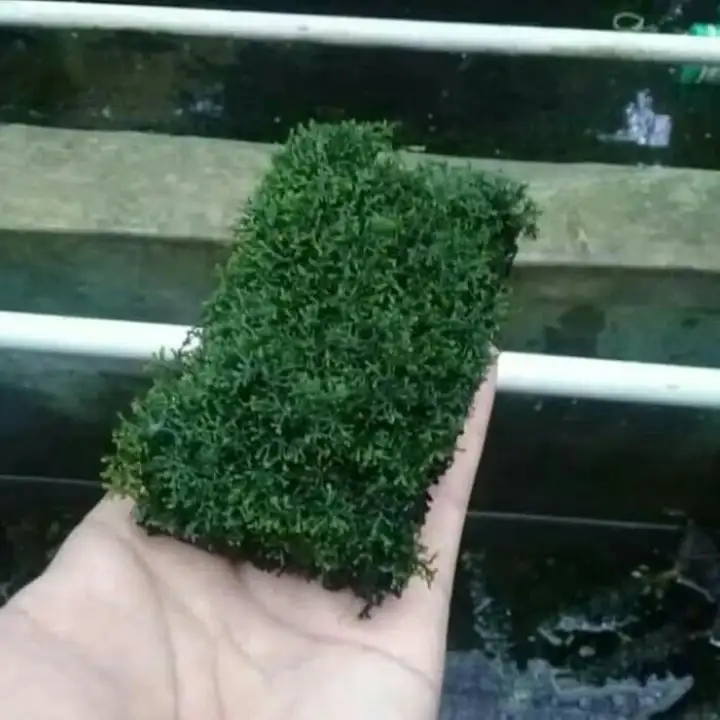 Tanaman Aquascape Moss Lempeng Membeli Jualan Online Pompa Udara