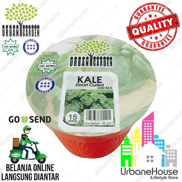 TERLARIS BENIH KALE DWARF SIAP TANAM - HERBAL - SAYURAN - TANAMAN POT - BIBIT - VUscOoMd