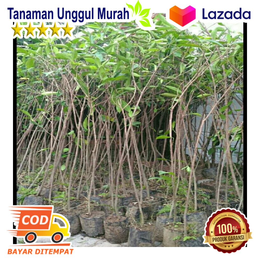 3 Bibit Tanaman Pohon Beringin Bringin Ringin *-* | Lazada Indonesia