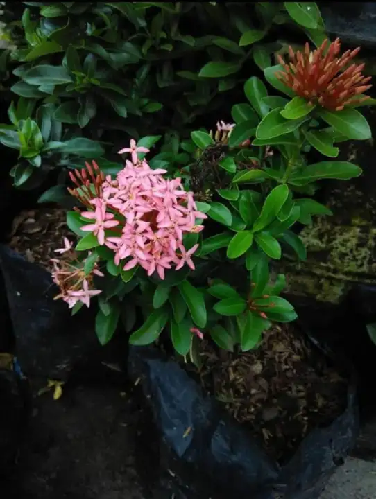 Bibit Bunga Asoka Jambon Pink Anjai Lazada Indonesia