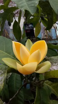 Paket 3 Bibit Tanaman Bunga Kantil Kuning Dan Putih Lazada Indonesia
