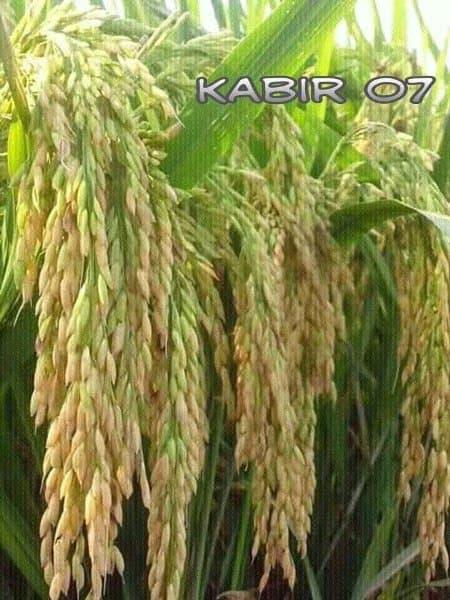 promo benih tanaman Benih Bibit Padi Galur Lokal Kabir 07