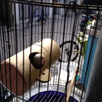 Glodok Bambu Lovebird Membeli Jualan Online Kandang Dengan Harga
