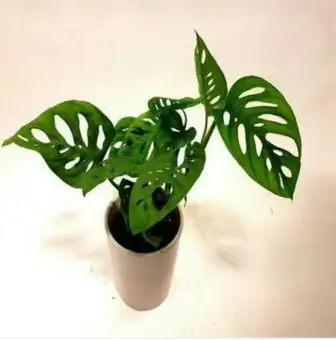 Tanaman Hias Monstera Obliqua Membeli Jualan Online Tanaman Biji