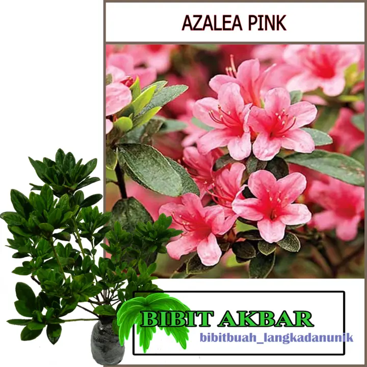 Bibit Tanaman Hias Bunga Azalea Pink Lazada Indonesia