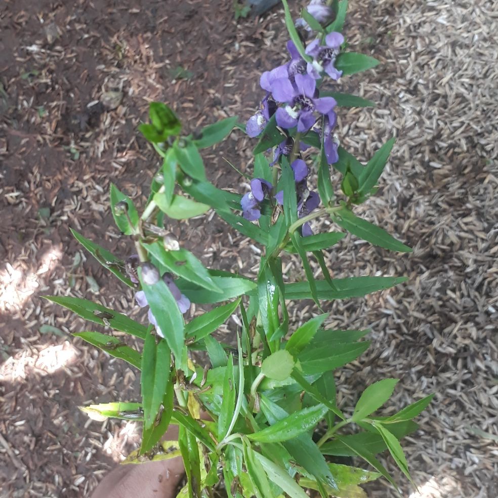 Tanaman Lavender Angelonia Bunga Ungu / Tanaman Pengusir Nyamuk ...