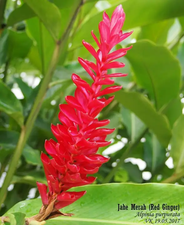 Pohon Jahe Merah Tanaman Herbal Tanaman Obat Tanaman Obat Obatan Lazada Indonesia