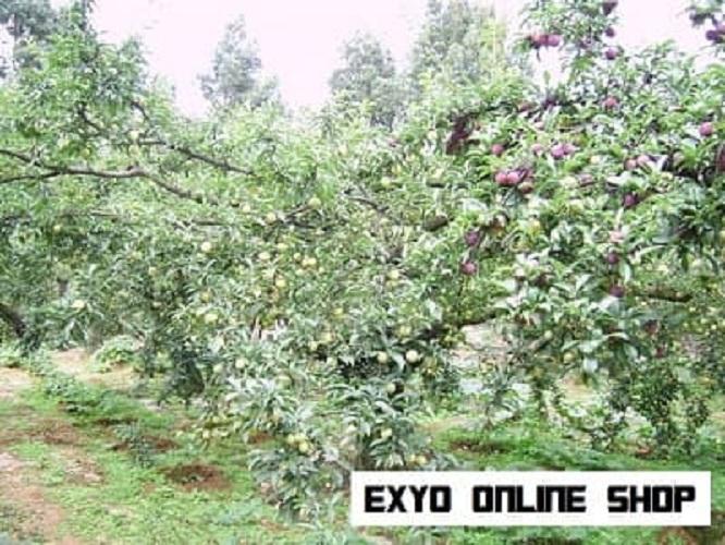 Isi 5 Butir Benih Buah Plum King Grade Asli China Import