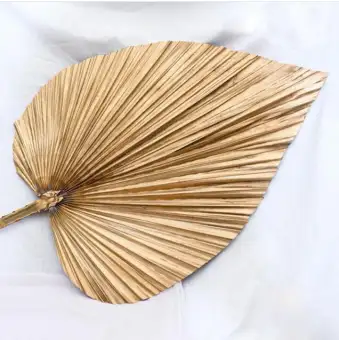 Naindo Daun Palem Kering Decorasi Rumah Taman Panjang 95 Cm Hiasan Ruang Tamu Dan Kantor Palm Lazada Indonesia Naindo Daun Palem Kering Decorasi Rumah