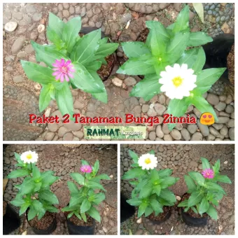 Paket 2 Tanaman Bunga Kertas Zinia Tanaman Bunga Kertas Tanaman Hias Bunga Kertas Tanaman Bunga Zinia Lazada Indonesia