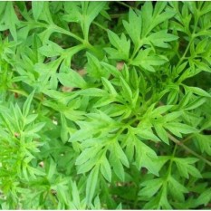 Benih/Biji/Bibit Kenikir Sayur Daun Kenikir Ulam Raja - B355ad - Original Asli