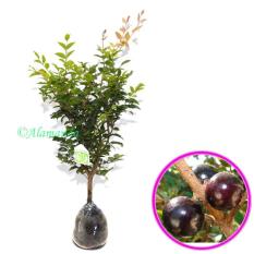 Bibit Anggur Pohon ( JABOTICABA ) 30Cm