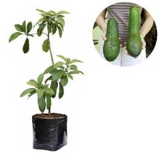 Bibit Buah Alpukat Aligator - Tinggi 60Cm