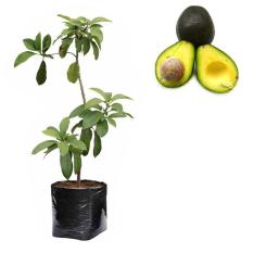Bibit Buah Alpukat Mentega - Tinggi 50Cm