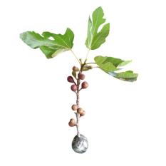 Bibit Buah Ara / Tin Negrone 40Cm Siap Berbuah